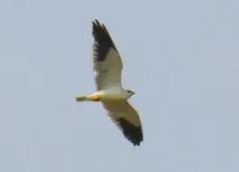 Elanus caeruleus (Elang tikus)