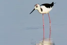 Himantopus leucocephalus (Gagam-bayam belang)
